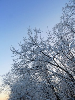 Ağaç kış mavi gökyüzü arka plan üzerinde.