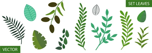 Conjunto de folhas de árvores diferentes. Isolado sobre um fundo branco — Vetor de Stock