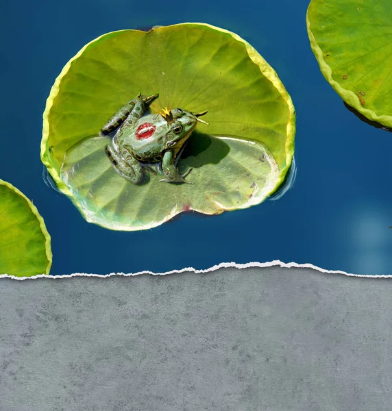 Fairytale Frog Prince Kissed His Back — Stock Photo, Image