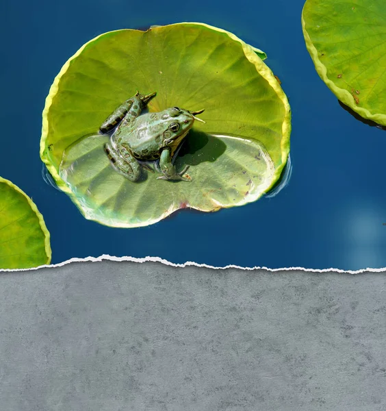 Frog Resting Lotus Leaf Lake — Stock Photo, Image