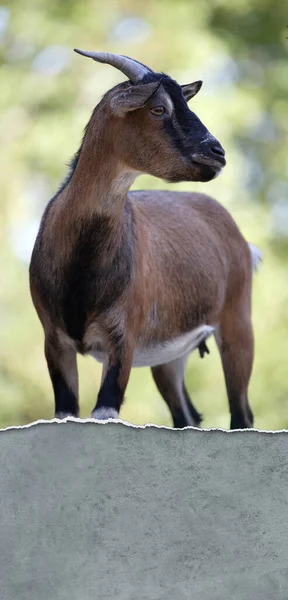 Portrait Mountain Goat — Stock Photo, Image