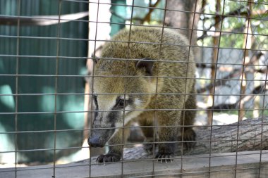 Rakun hayvanat bahçesinde bir kafeste oturur