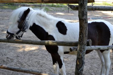 küçük midilli çitin arkasında olduğunu