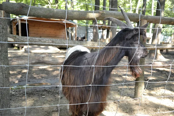 Hayvanat bahçesinde parmaklıklar arkasında keçi olduğunu
