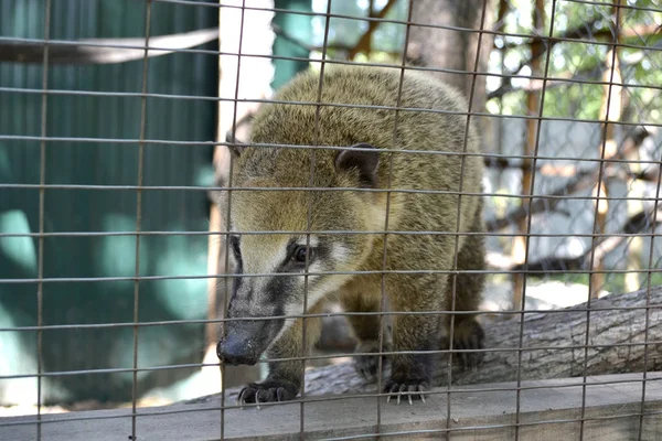 Rakun hayvanat bahçesinde bir kafeste oturur