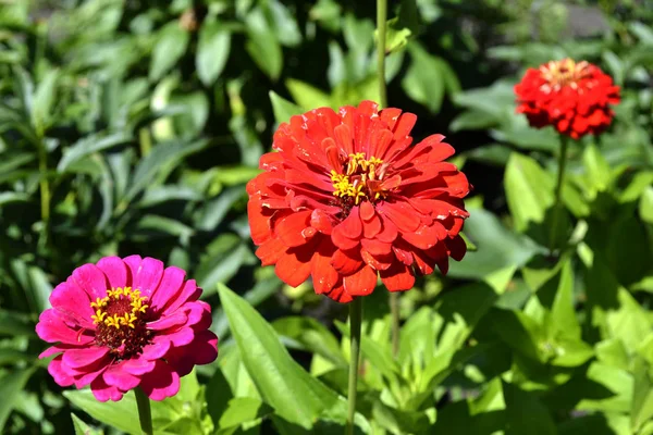 Papatya çiçek yatağı üzerinde çiçek