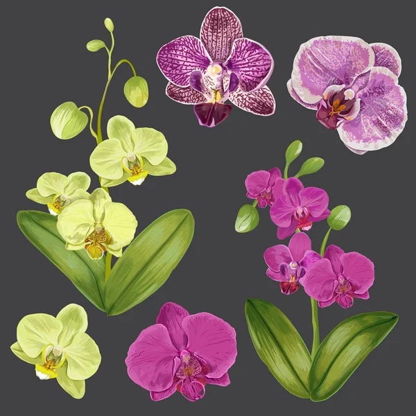 Exotic Orchid Flowers Set. Tropical Floral Elements for Decoration, Pattern, Invitation. Tropic Botanical Flowers Background. Vector illustration