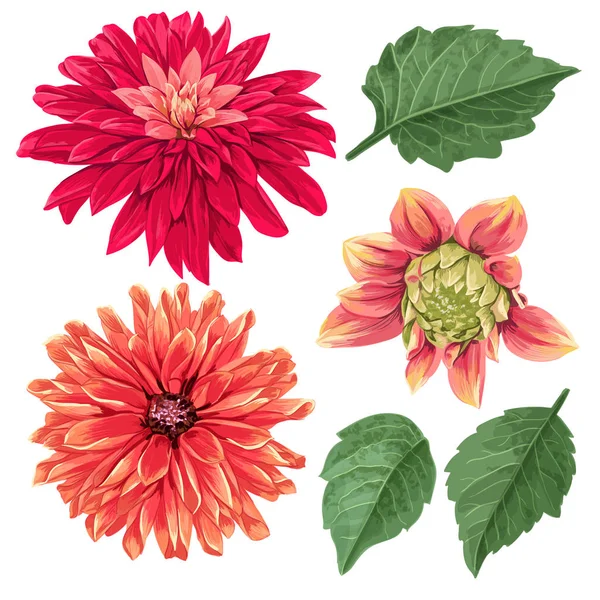 Rode Asters bloemen Set. Tropische bloemen elementen voor decoratie, patroon, uitnodiging, Wallpaper. Tropic botanische bloemen achtergrond. Vectorillustratie — Stockvector