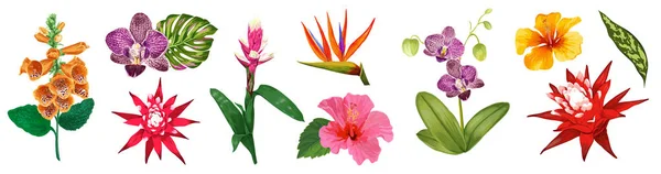 Kolekce, akvarel tropické květiny. Květinová sada s exotickými květy ibišku, orchidej, lilie. Botanická Design pro svatební, tapety, látka, pozvání. Vektorové ilustrace — Stockový vektor