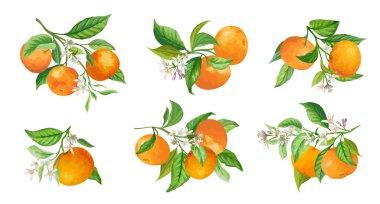 Mandarin Şube Vektör İllüstrasyonu. Botanik Vintage Meyveler, Çiçekler ve Yapraklar Suluboya Biçiminde çizilmiş