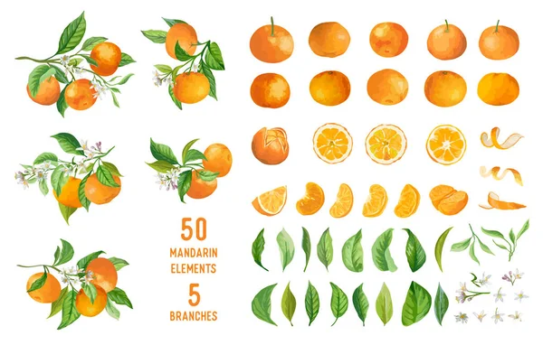 Frutas de mandarim, flores, folhas vetor aquarela ilustração. Conjunto de mandarinas inteiras, cortadas ao meio, cortadas em pedaços — Vetor de Stock
