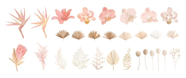 Elegant torr proteablomma, tropisk palm, blek orkidé, eukalyptus, torkade tropiska blad, blomsterinslag — Stock vektor