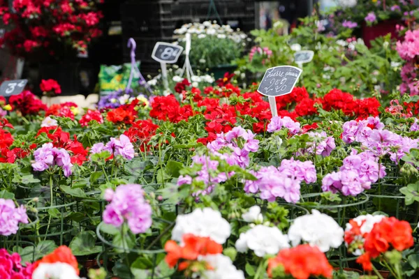 Цветы Цветочного Магазина Рынке Лилле — стоковое фото