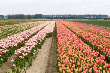 Hollanda 'daki renkli lale tarlası