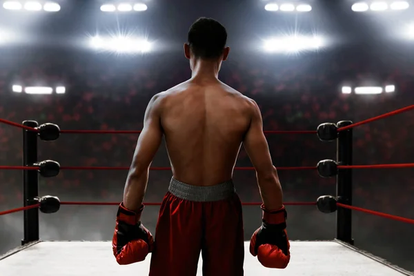 Boxer Gyűrű — Stock Fotó