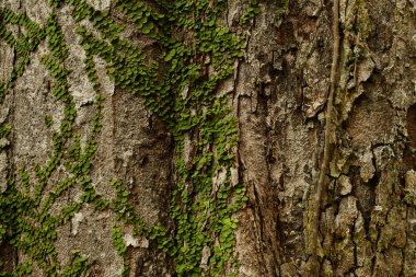 Ağaç kabuğu dokusu portre