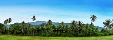 Hindistan cevizi hurma ağacı manzara