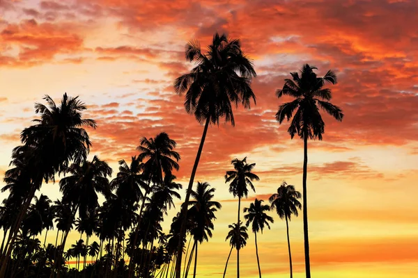 椰子棕榈树剪影 — 图库照片