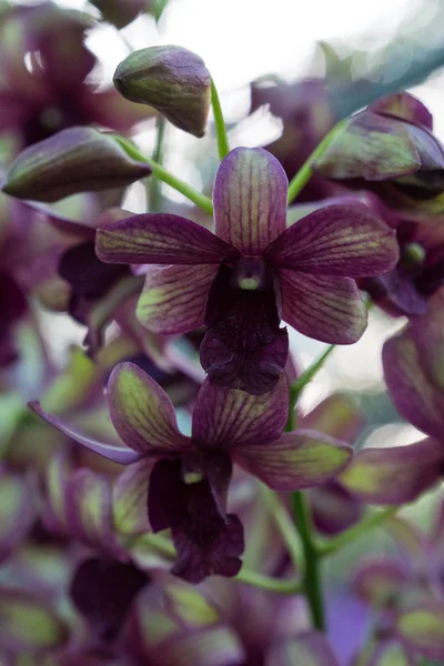 Fiori Del Orchid Fioriscono Infiorescenza Del Fusto Rivestita Lunghe File — Foto Stock