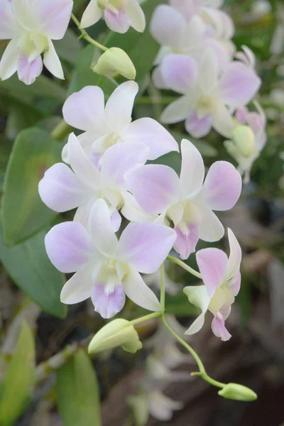 蘭の花が咲く 茎の花序に長い列が並んでいる — ストック写真