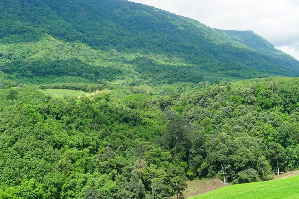 Florestas Montanhas Árvore Está Coberta Colinas — Fotografia de Stock