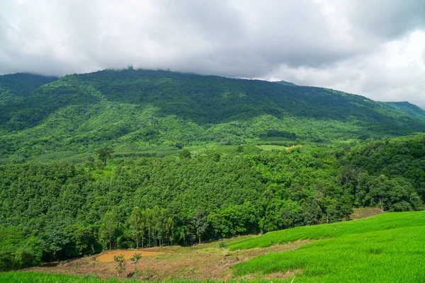 Montañas Bosques Por Mañana Mañana Amanecer Cálido Aire Verano — Foto de Stock