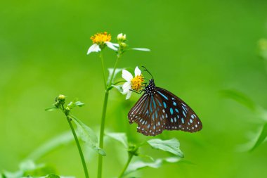 Beyaz bir çiçek üzerinde nektar için kelebek. Summer garde