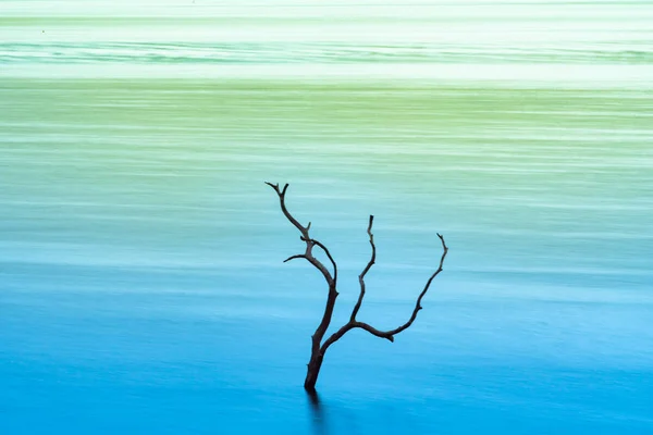 湖の乾いた木表面は穏やかです ロイヤリティフリーのストック画像