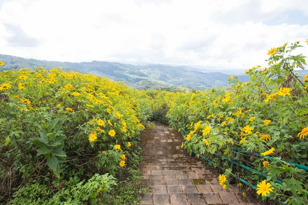 タイ北部の山にあるフィールド黄色い花 — ストック写真