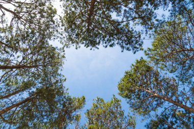 Ormanda çam ağacı yaz.