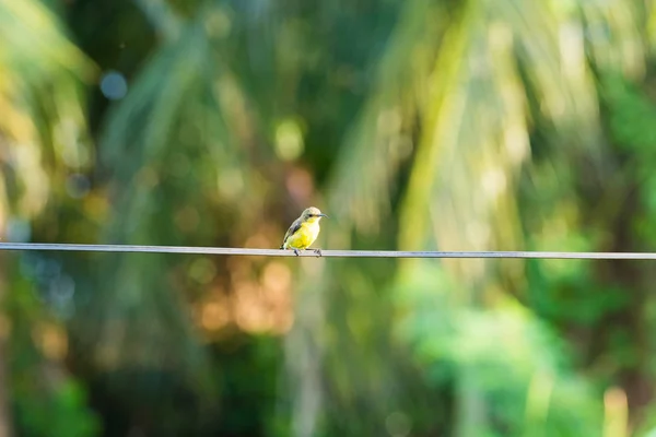 Kleine vogel op draad. — Stockfoto