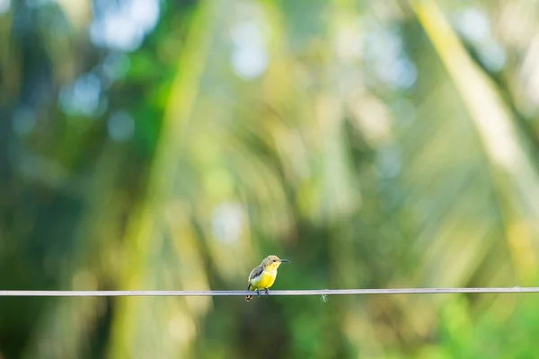 Kleine vogel op draad. — Stockfoto