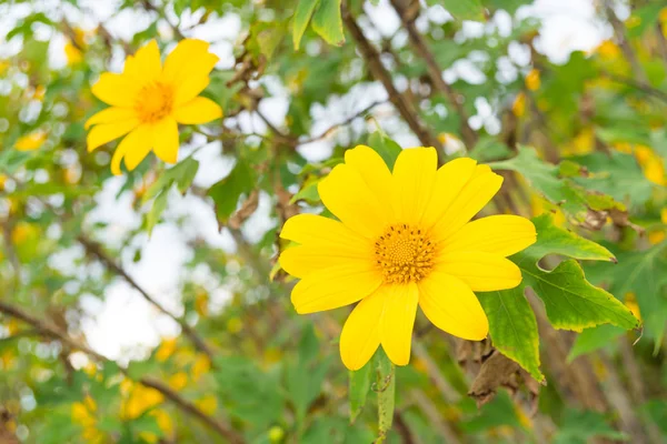 Κίτρινο λουλούδι πεδίο — Φωτογραφία Αρχείου