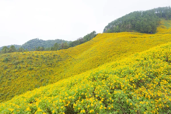 Желтое цветочное поле — стоковое фото