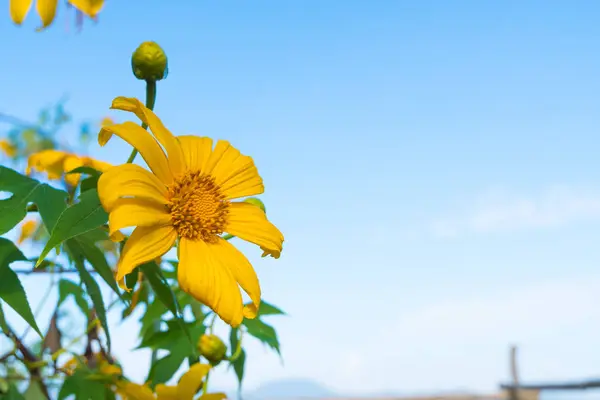 Campo de flores amarillo —  Fotos de Stock