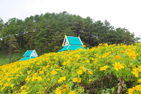 Yellow flower field — Stock Photo, Image