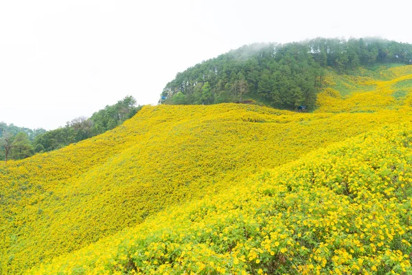Yellow flower field — Stock Photo, Image