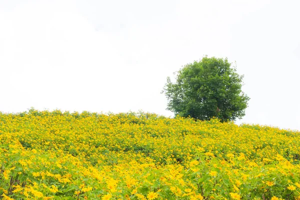 Gul blomma fält och stora träd. — Stockfoto