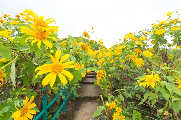 Pedestrian ladder is near flower field. Royalty Free Stock Images