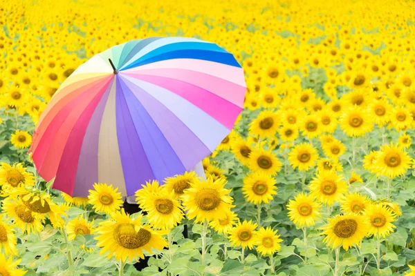 Muticolor umbrella in sunflower field. — Stock Photo, Image