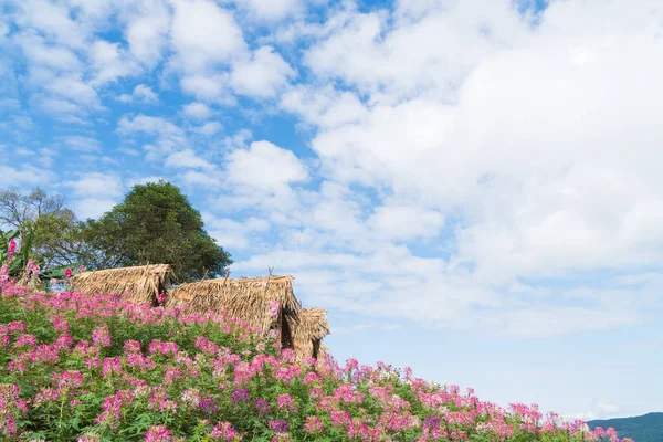 Cottage and flower field. — Stock Photo, Image