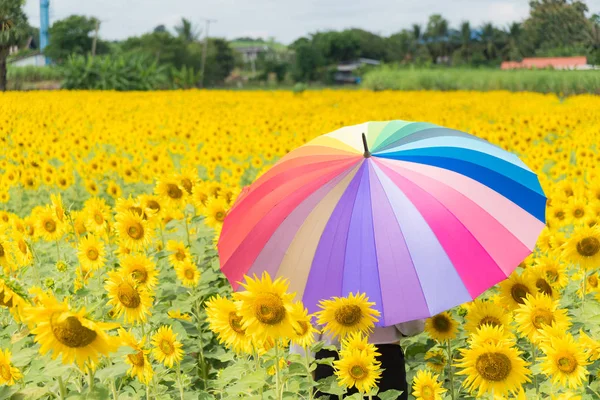 Paraguas muticolor en el campo de girasol . — Foto de Stock
