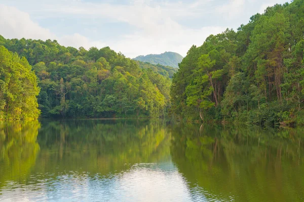 Bosque y embalse —  Fotos de Stock