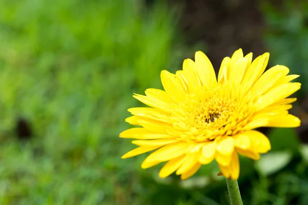 Flor de margarita amarilla en jardín . —  Fotos de Stock