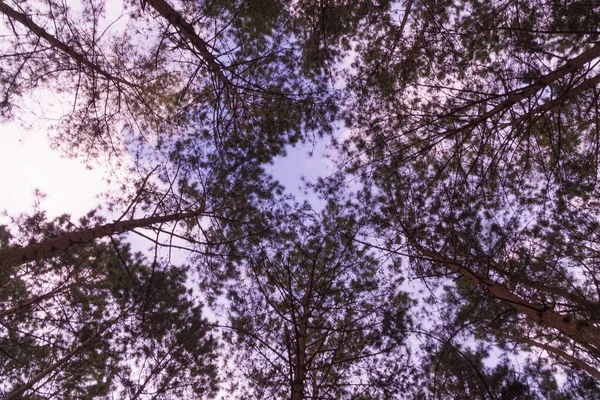 풀 위의 소나무 — 스톡 사진