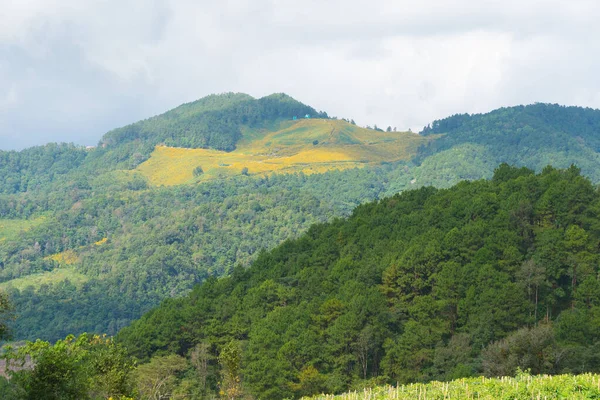 Paisagem de floresta e montanha . — Fotografia de Stock