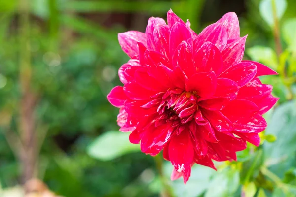 Red flower in full bloom — Stock Photo, Image