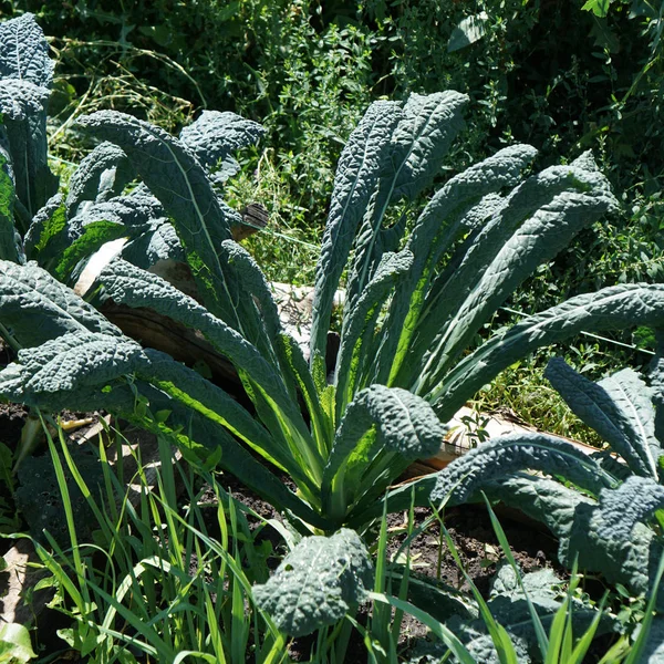 Kale cabbage. Tuscan kale or black kale on plant. Winter cabbage also known as italian kale or lacinato growth in row. Ogranic cabbage mediterranean garden. Ingredient in italian and turkish cuisine