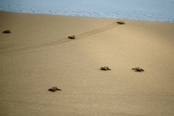 Loggerhead sea turtle emergence: the turtles emerge in a group and proceed to crawl down the beach to the water