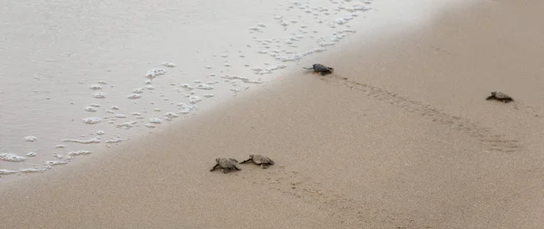 Loggerhead sea turtle emergence: the turtles emerge in a group and proceed to crawl down the beach to the water